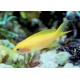 Pseudanthias parvirostris femelle* : 4 à 6 cm  26,90 €