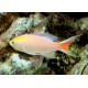 Pseudanthias parvirostris mâle* : 4 à 6 cm  