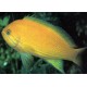 Pseudanthias pleurotaenia femelle : 6-8 cm  