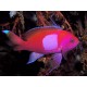 Pseudanthias pleurotaenia mâle 10-12  cm* 
