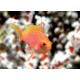 Pseudanthias Randalli femelle : 4 à 6 cm  