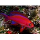 Pseudanthias Randalli mâle : 4 à 6 cm  