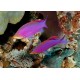 Pseudanthias tuka femelle : 3-5 cm  