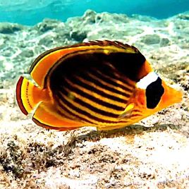 Chaetodon fasciatus 10-12 cm