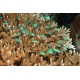 Chromis viridis 1.5-3 cm (lot de 5) 44,00 €