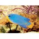 Chrysiptera cyanea mâle : 3 à 4 cm 19,50 €