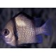 Dascyllus reticulatus : 2-3 cm  10,50 €