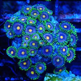 Bouture Zoanthus 'blow pop'