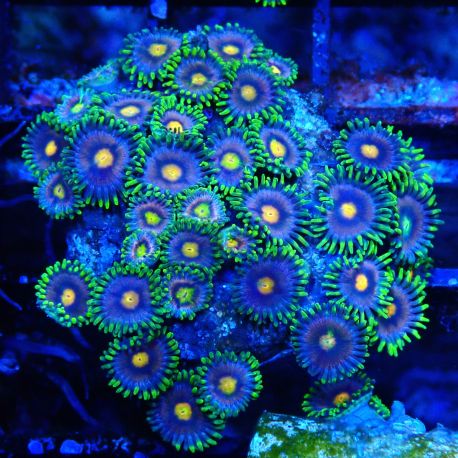 Bouture Zoanthus 'blow pop'