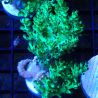 Bouture Capnella 'metallic green'