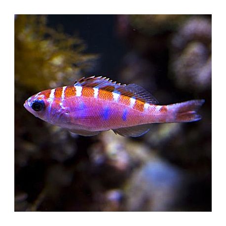 Serranus Tortugarum : 3-4 cm