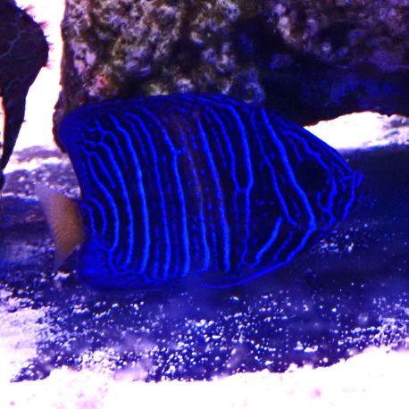 Pomacanthus Asfur juvenile d’élevage 1-2 cm