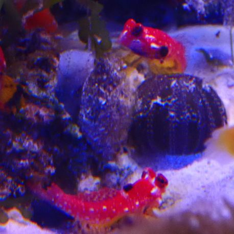 Synchiropus sycorax couple