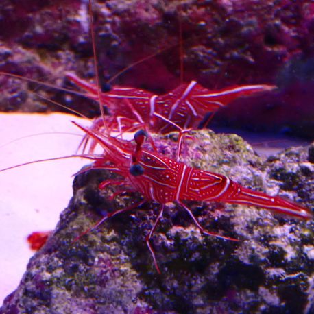 Rhynchocinetes durbanensis - crevette chameau lot de 2