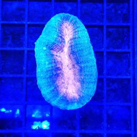 Bouture Lobophyllia corymbosa bicolor 3-5 cm