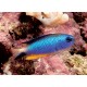 Pomacentrus alleni 14,90 €