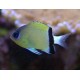 Chromis retrofasciata  9,50 €