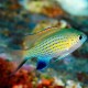Chromis vanderbilti 3-4cm