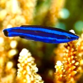 Larabicus quadrilineatus : 3-5 cm  