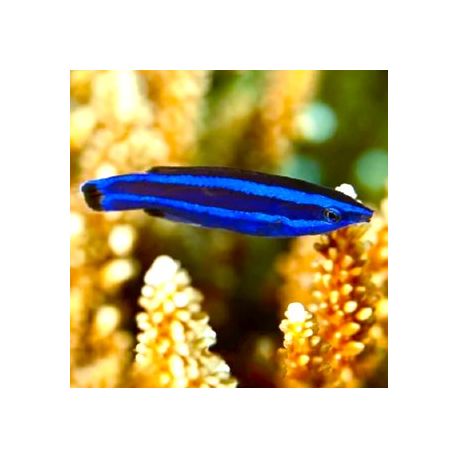 Larabicus quadrilineatus : 3-5 cm