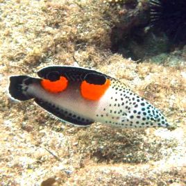 Coris aygula : 7-10 cm  