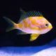 Odanthias borbonius 8-10 cm