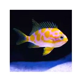 Odanthias borbonius 4-6 cm