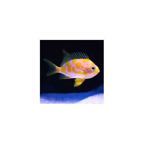 Odanthias borbonius 8-10 cm