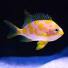 Odanthias borbonius 4-6 cm