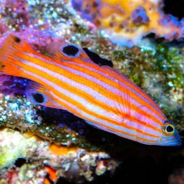 Liopropoma swalesi : 2-3 cm