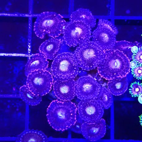 Bouture Palythoa 'Mohawk'