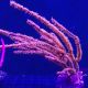 Menella sp - gorgone rouge à polypes jaunes