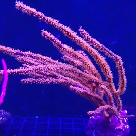 Menella sp - gorgone rouge à polypes jaunes