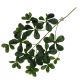 Plante suspendue Aralia vert 60x30x6cm
