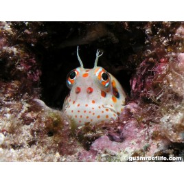 Istiblennius Chrysospilos : 4 à 5 cm  