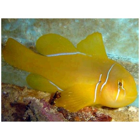 Gobiodon citrinus : 3-4 cm  