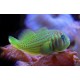 Gobiodon histrio / rivulatus : 2 à 3 cm  