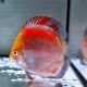 Discus red Calico origine Malaisie 10-11 cm 97,50 €