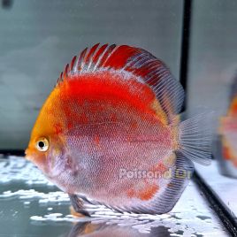 Discus red Calico origine Malaisie 10-11 cm