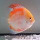 Discus red Calico origine Malaisie 10-11 cm 97,50 €
