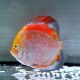 Discus red Calico origine Malaisie 10-11 cm 97,50 €