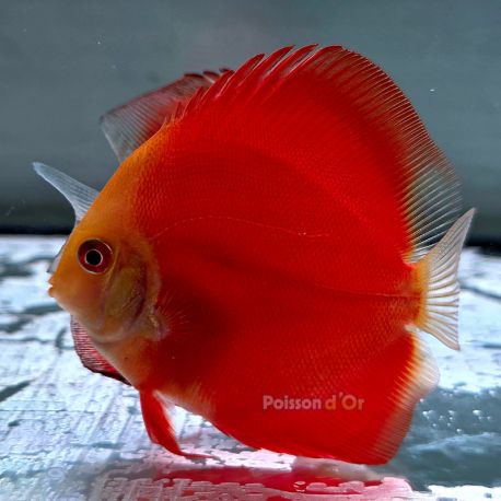 Discus Red Melon origine Malaisie 8-9cm