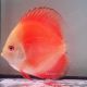 Discus Red Melon origine Malaisie 12-13 cm 69,50 €