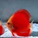 Discus Red Melon origine Malaisie 8-9cm