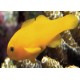 Gobiodon okinawae : 1,5 à 2 cm  