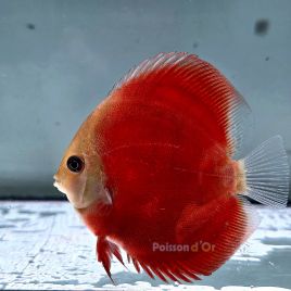 Discus Red Cover origine Malaisie 10-11 cm