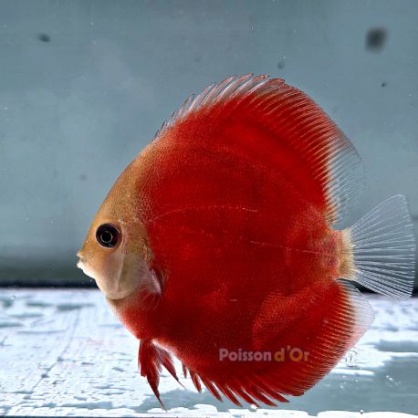 Discus Red Cover origine Malaisie 10-11 cm 69,50 €