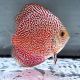 Discus Viper King origine Malaisie 8-9 cm