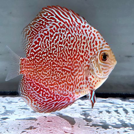 Discus Viper King origine Malaisie 8-9 cm