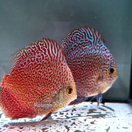 Discus Panthera origine Malaisie 8-9 cm